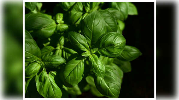 How to use Tulsi for boosting immunity?