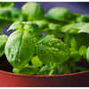 Chewing Tulsi leaves