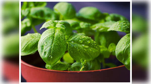 Chewing Tulsi leaves