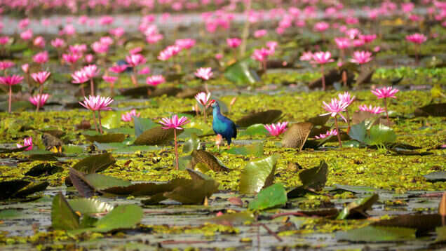 Exploring Pink Water Lilies Lake in Thailand, beautiful beyond words