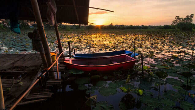 Exploring Pink Water Lilies Lake in Thailand, beautiful beyond words