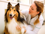 Collie