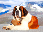 ​St. Bernard