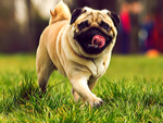 ​Pug