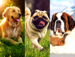 5 popular dog breeds and the story of their origin
