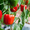 Bell Peppers