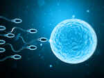 ​Role of a male in fertilization