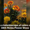 Article image for: Floral fiesta at Noida Flower Show 2020