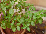Add basil to your diet
