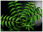 Tender neem leaves