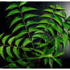 Article image for: <i class="tbold">tender</i> neem leaves