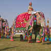 91+ most beautiful images in Elephant Festival (Jaipur) in India