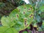 Bacterial leaf spot