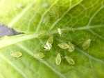 Aphids