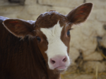 Cow urine