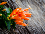 Honeysuckle and flowering plants