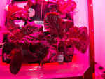 Red Romaine Lettuce grown in space