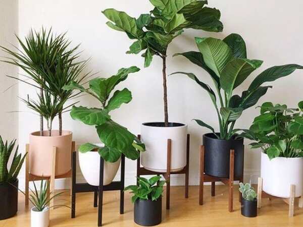 Best Air Purifying Indoor Plants For Your Home
