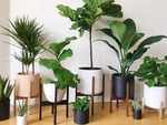 These house plants can give you a nice dose of oxygen