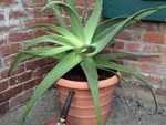 Aloe vera