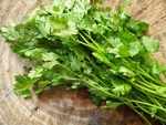 Coriander