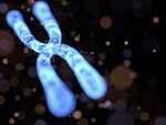 Chromosomes