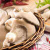 Oyster Mushrooms