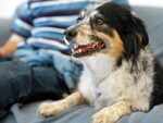 Signs that you can foster a dog at your house