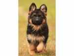 ​German Shepherds are loyal