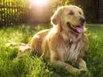 ​Golden Retrievers make good service dogs