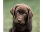 ​Labradors are great for families