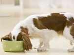 ​MYTH 3: Dogs are scavengers and can eat all kinds of human foods.