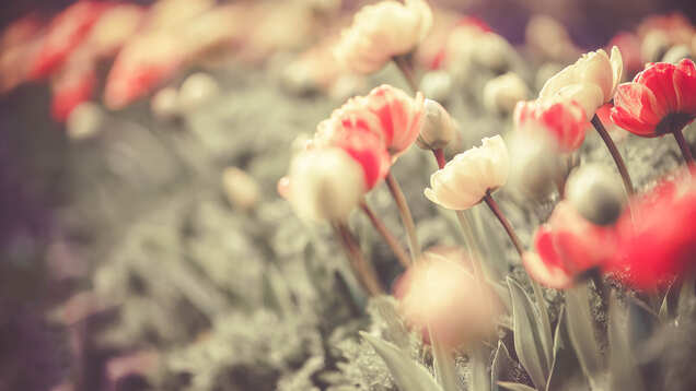 Cincinnati Zoo to bring its tulips and wildlife to your living room
