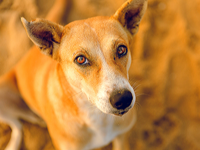 8 amazing Indian dog breeds that everyone should know | The Times of India