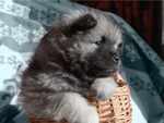 Keeshond