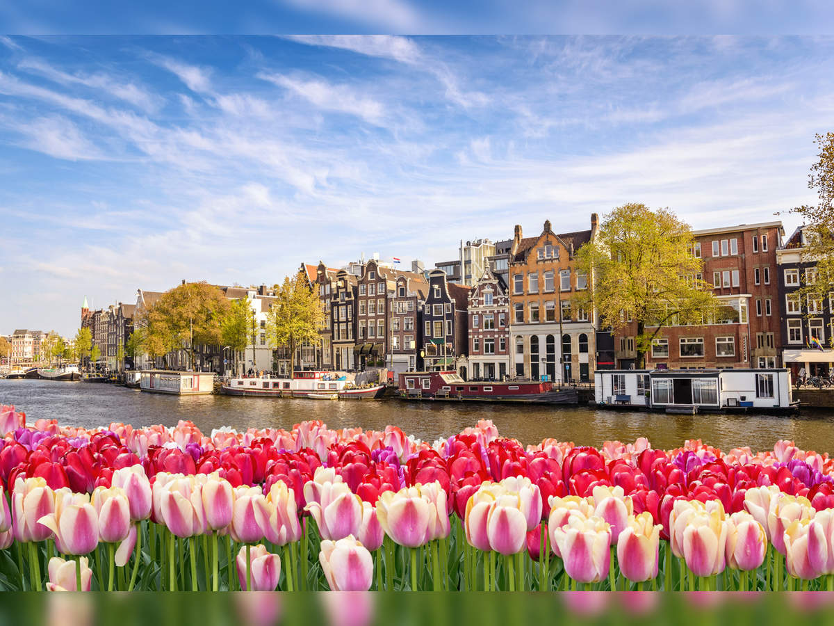 The Iconic Dutch Tulip Garden Is