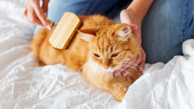 A luxury cat hotel in the UK will take care of your cat if you get hospitalised during this epidemic