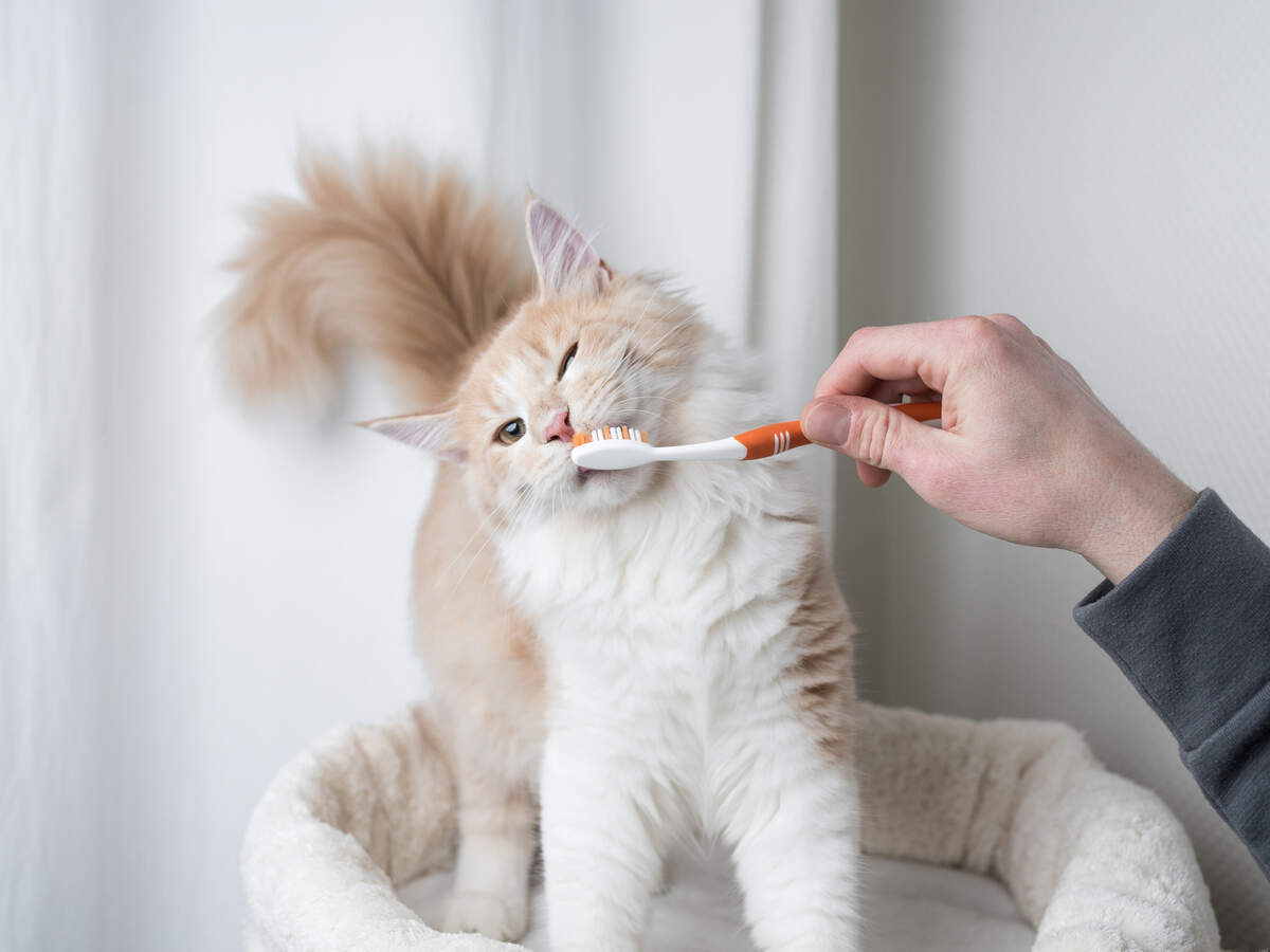 A Luxury Cat Hotel In The Uk Will Take Care Of Your Cat If You Get Hospitalised During This Epidemic Times Of India Travel