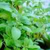 Tulsi leaves