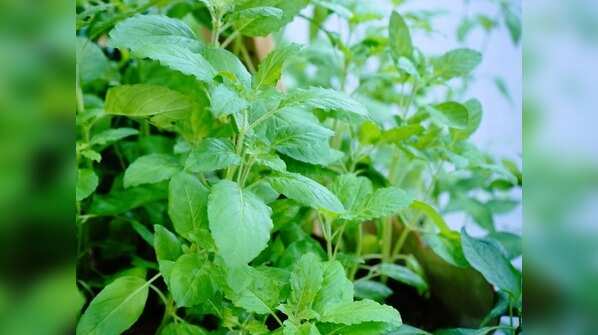 Tulsi leaves