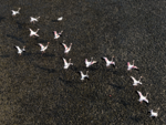 Flamingos Take Flight in Lockdown