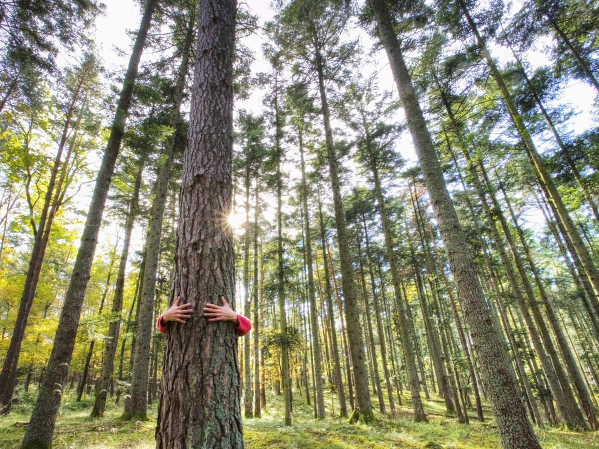 People in Iceland are being encouraged to hug trees during lockdown