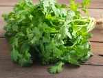 Coriander