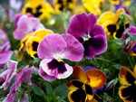 Pansy