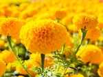 Marigold