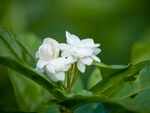 Jasmine