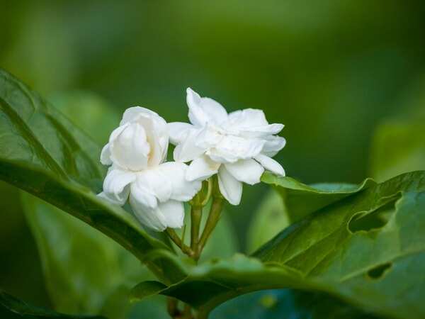 Jasmin
