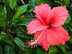 Hibiscus