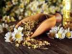 Chamomile