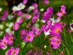 7 flowers which have amazing beauty benefits
